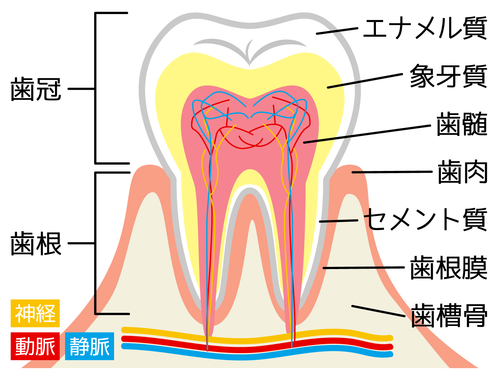 歯の構造