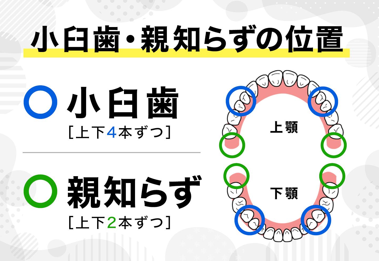 小臼歯親知らずの位置