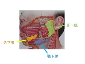 大唾液腺