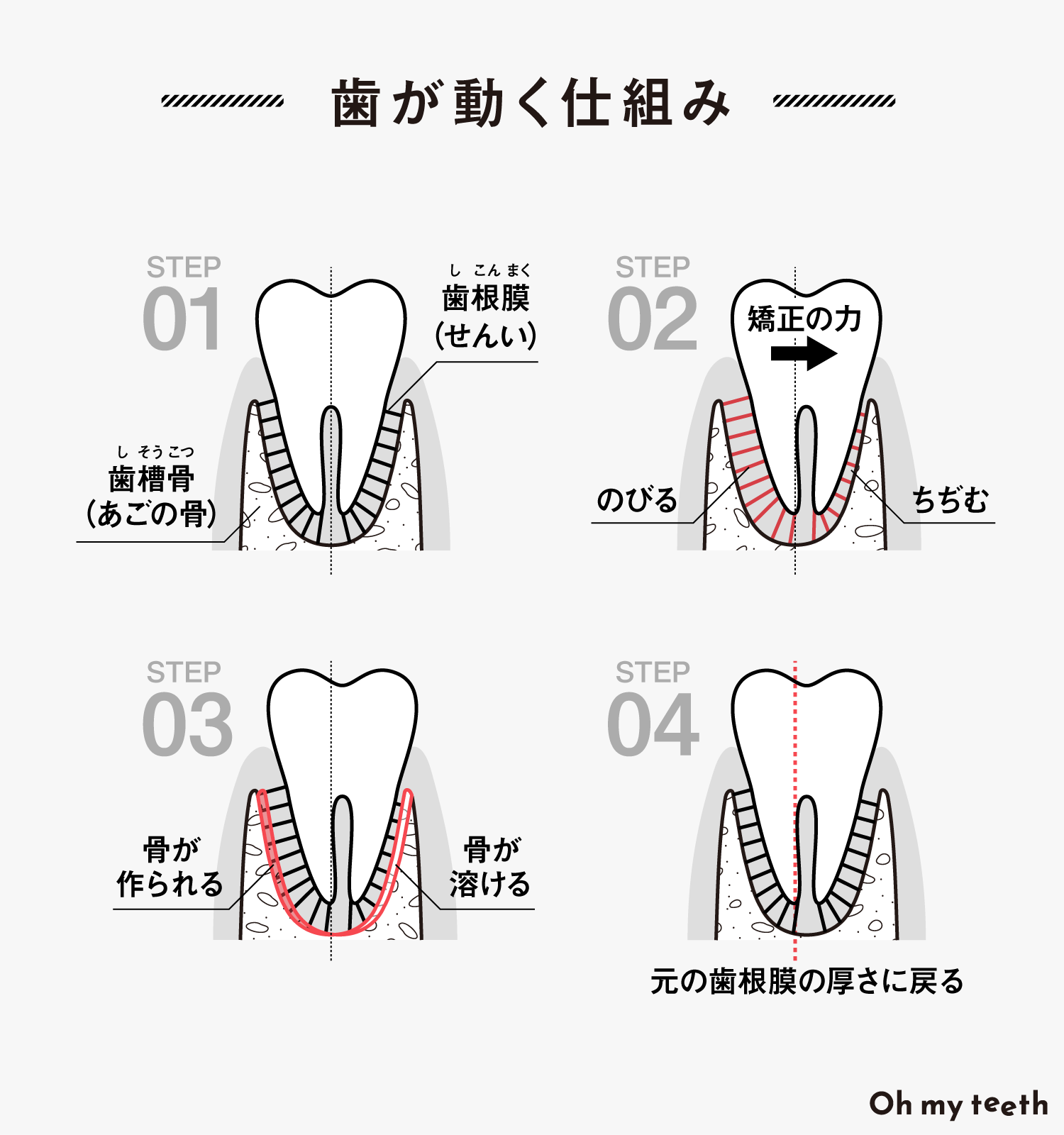 歯が動く仕組み