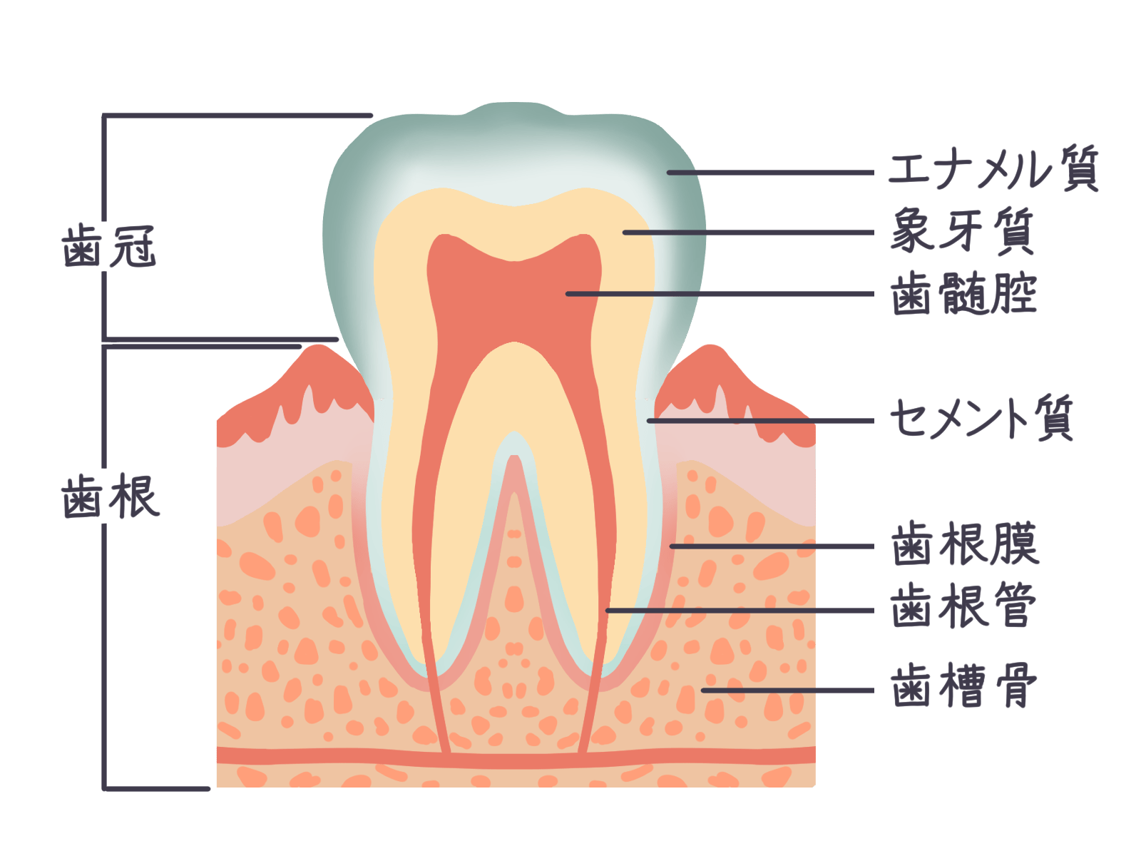 昔よりも前歯が出てきたのはなぜ？原因や治す方法を解説