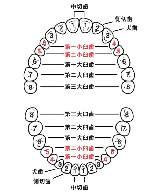 歯式