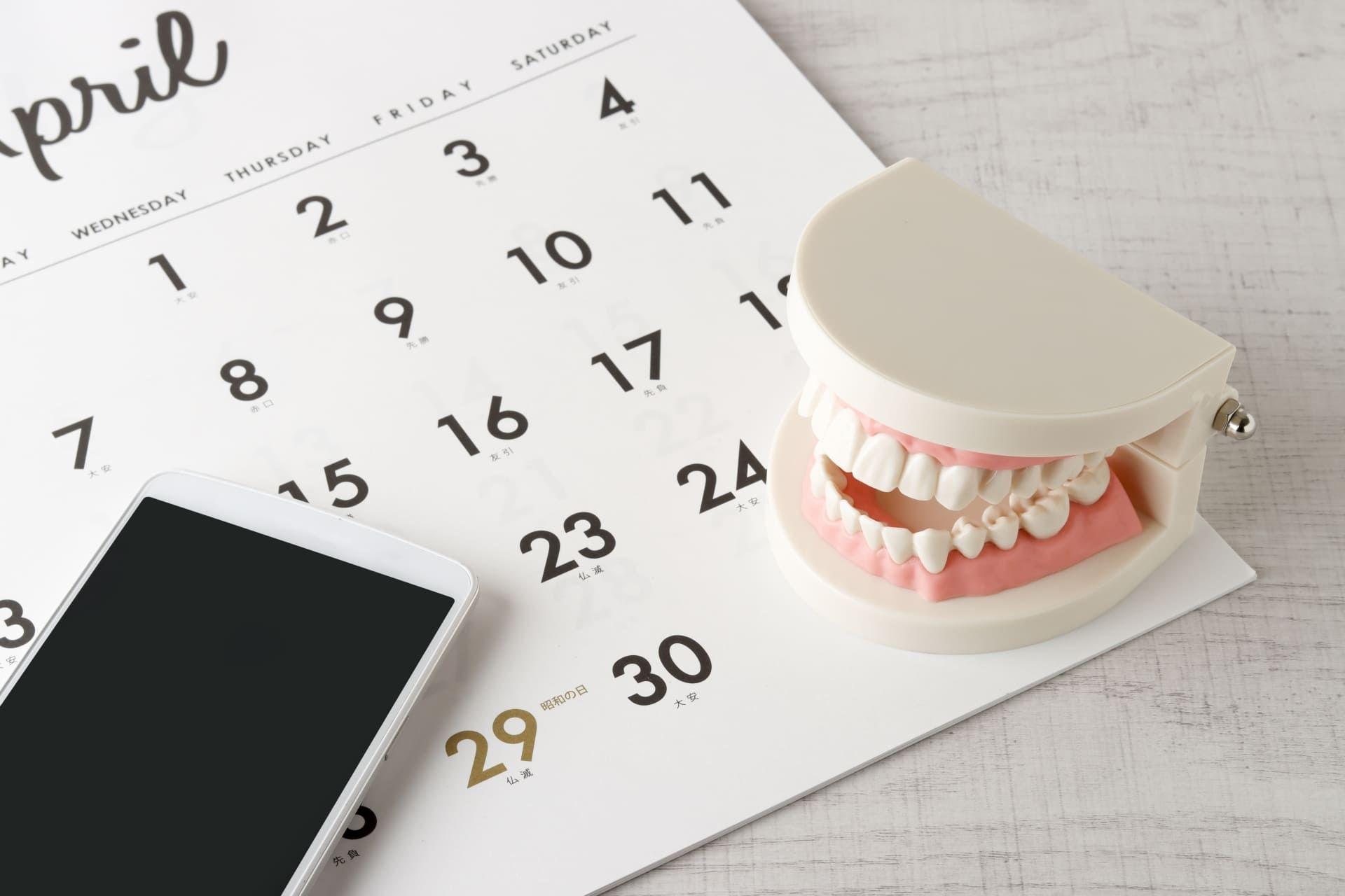 歯型模型とカレンダー